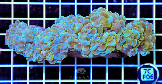 Bubble Coral INDO W