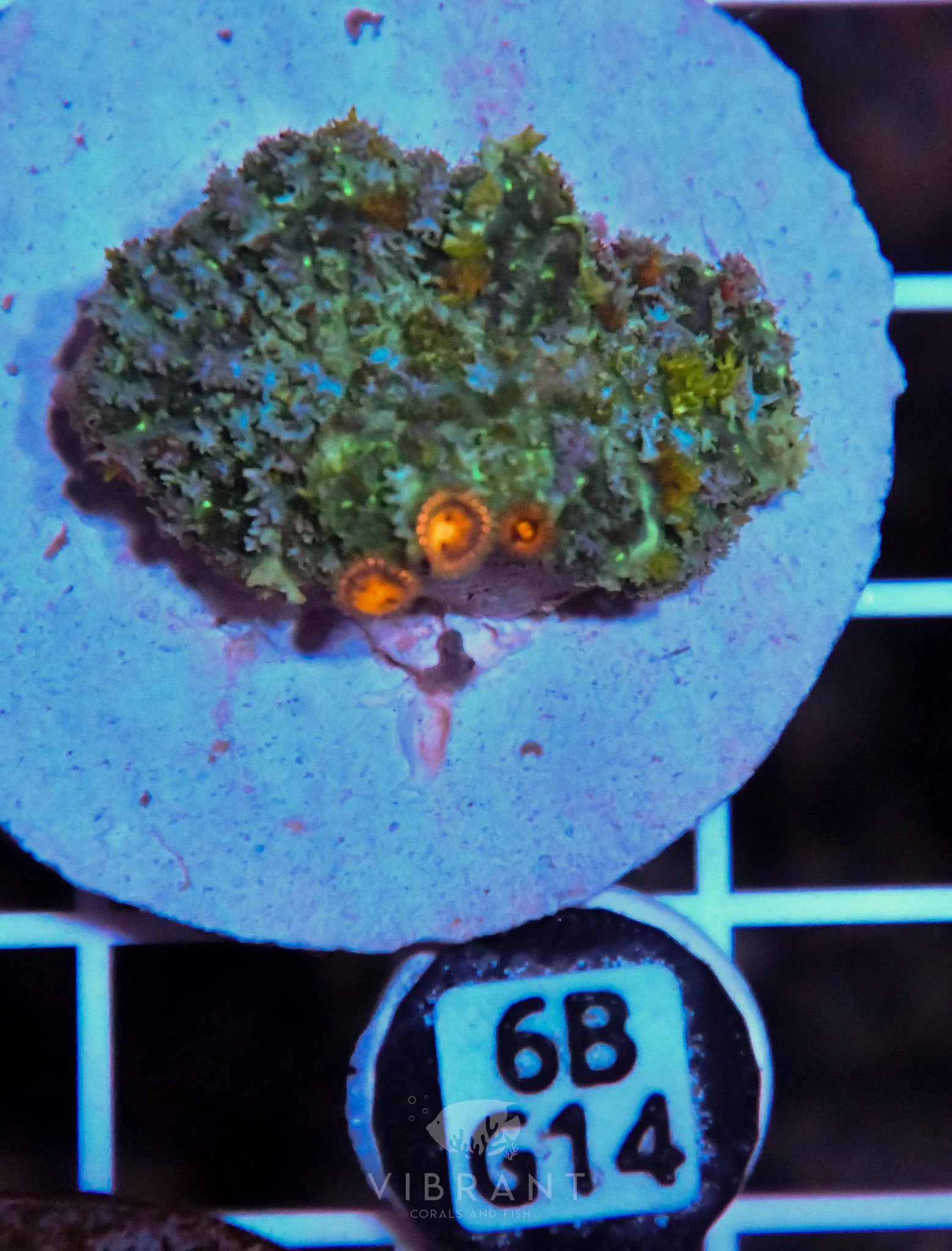Mushroom INDO