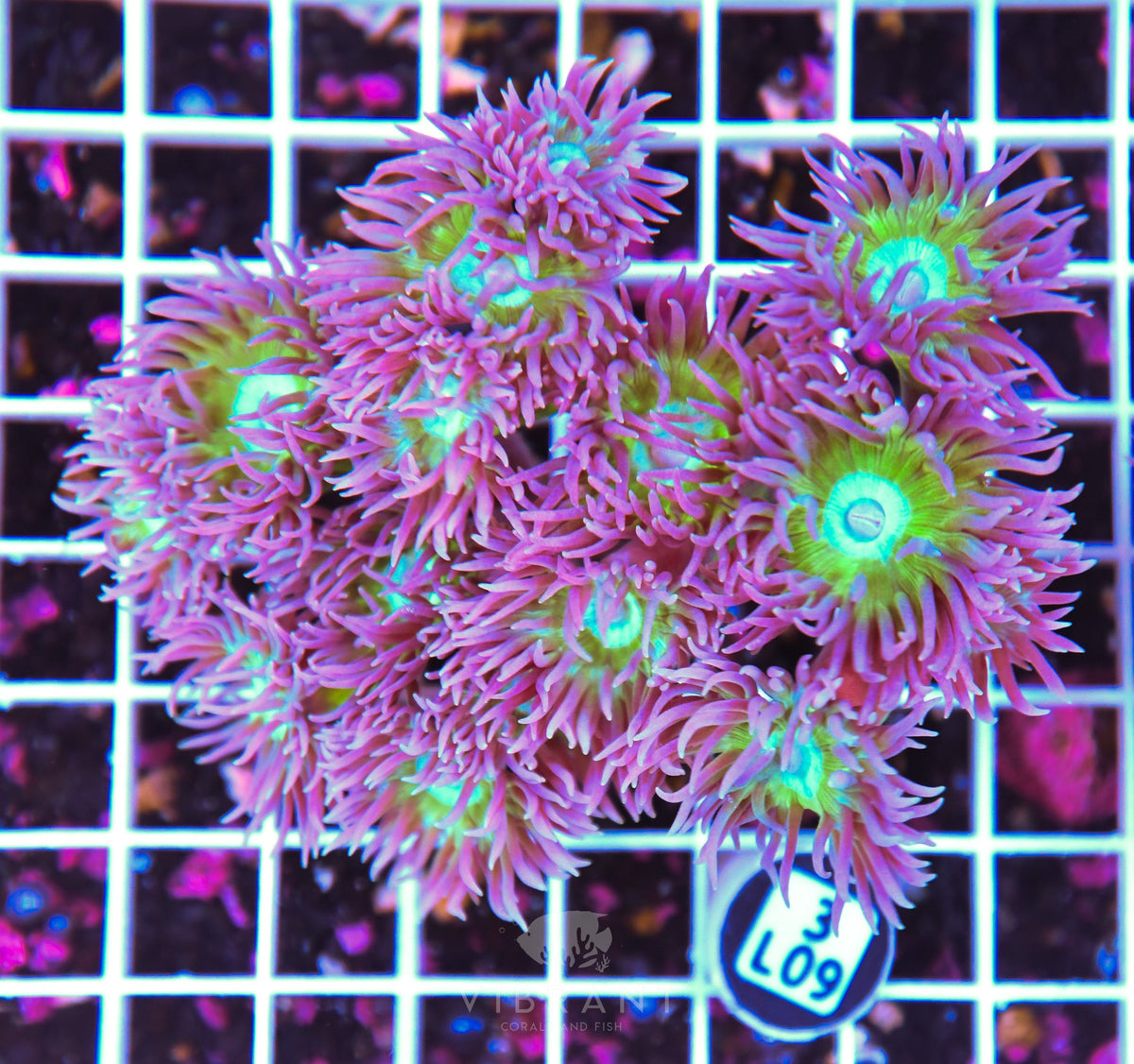 Duncan Colony AUS