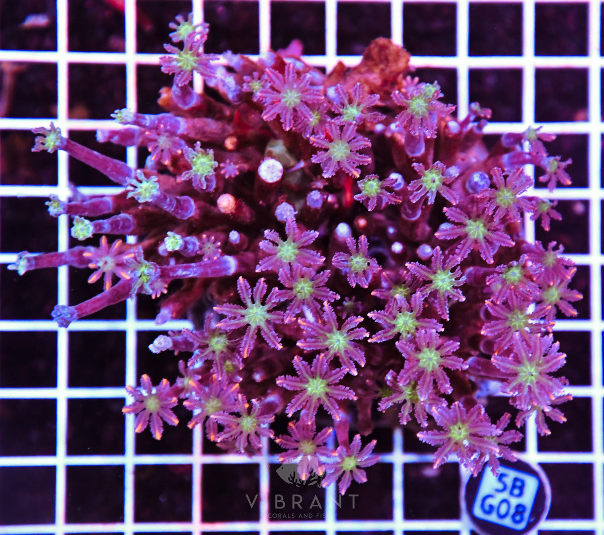 Clove Polyp INDO