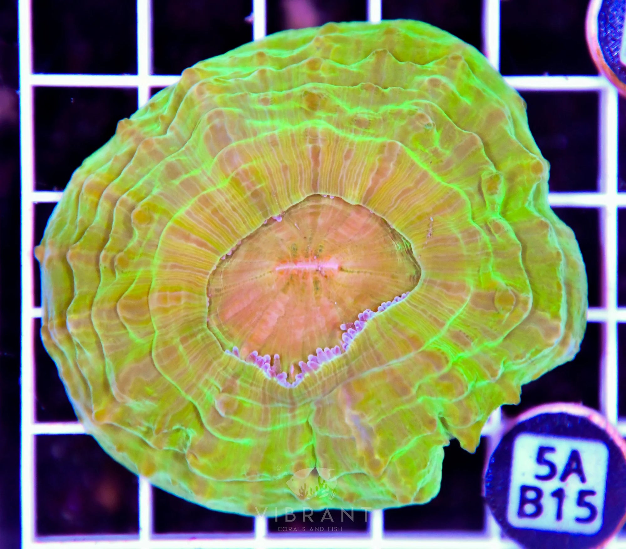 Acanthophyllia AUS