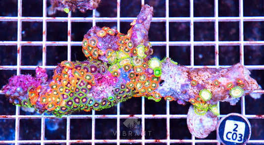 Zoa AUS