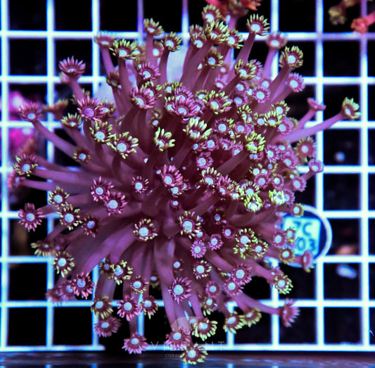 Goniopora INDO Grafted