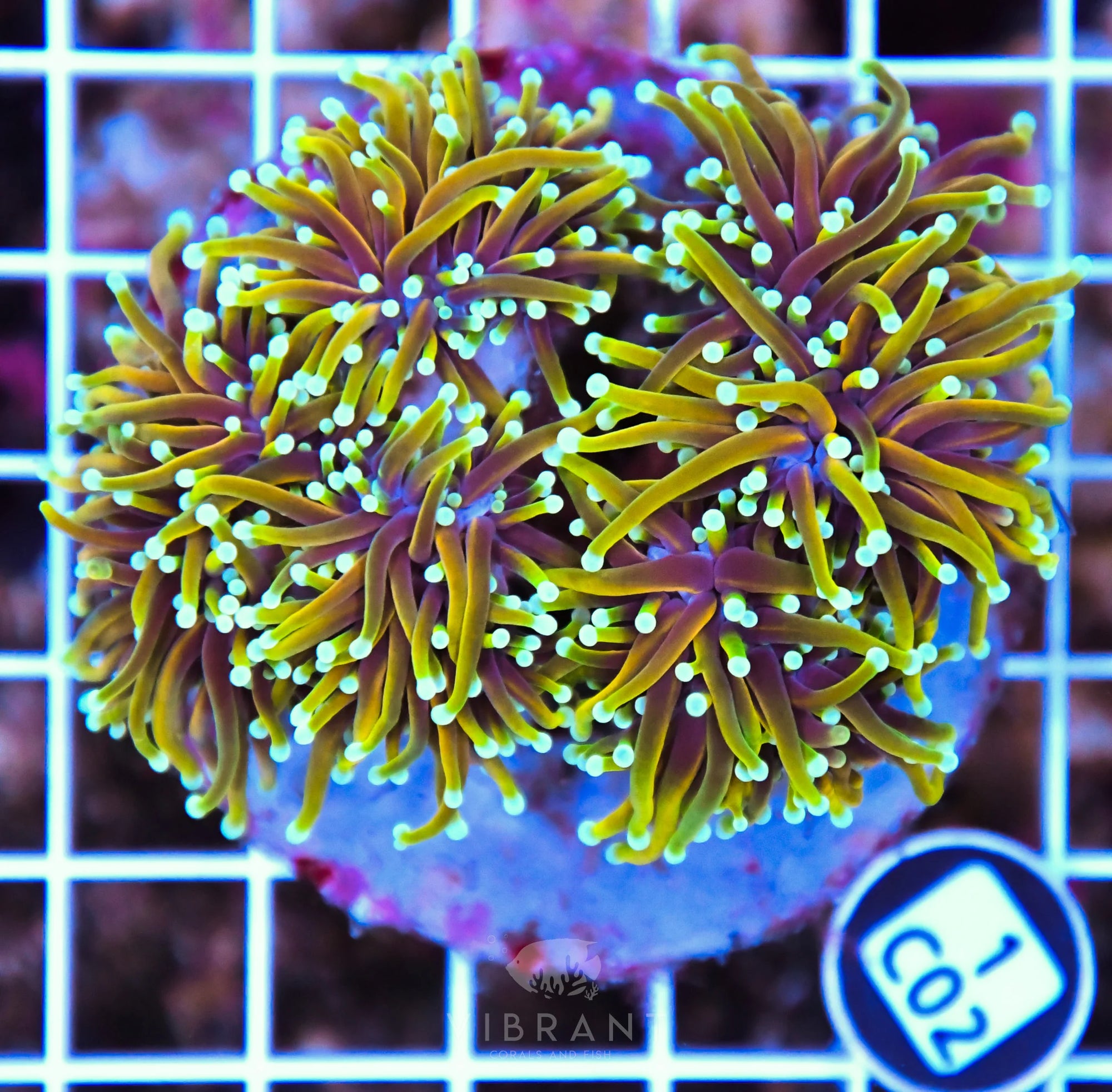 Torch INDO