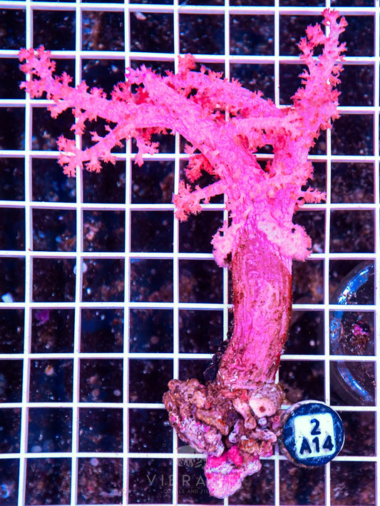 Carnation Coral INDO W