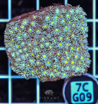 Frag Goniopora WAUS