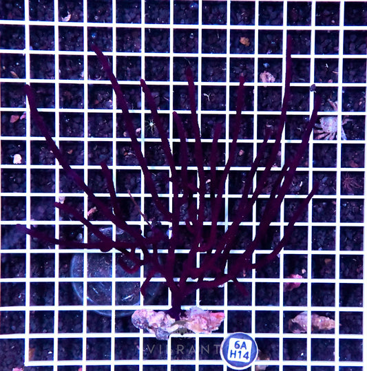 Sea Fan INDO W