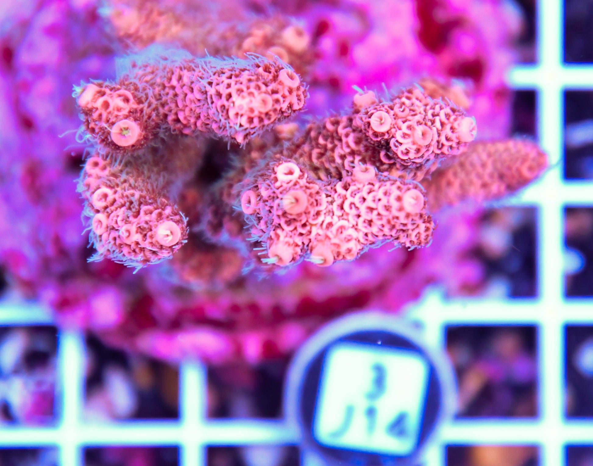 Acro INDO