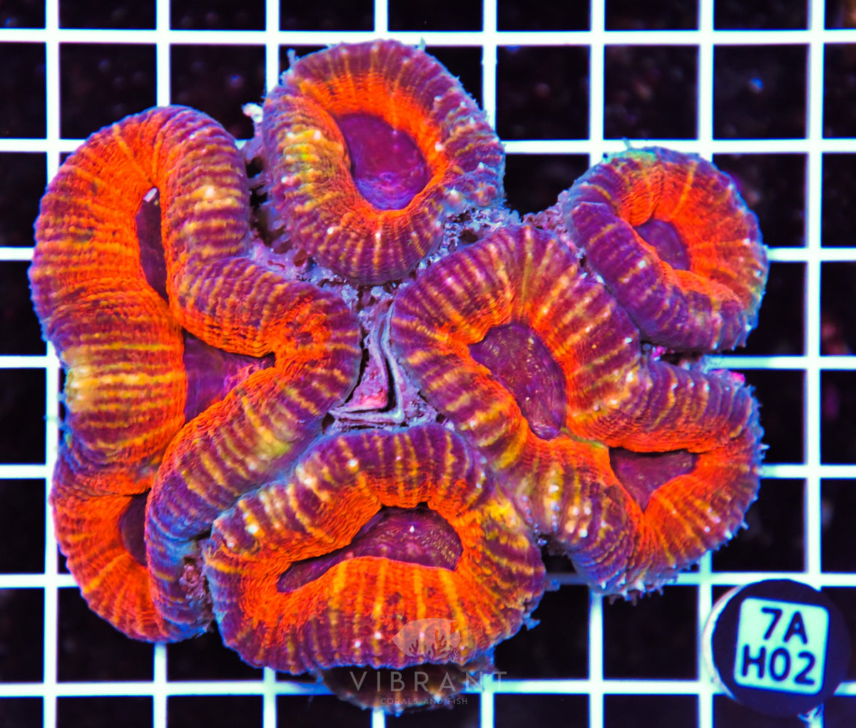 Lobophyllia AUS