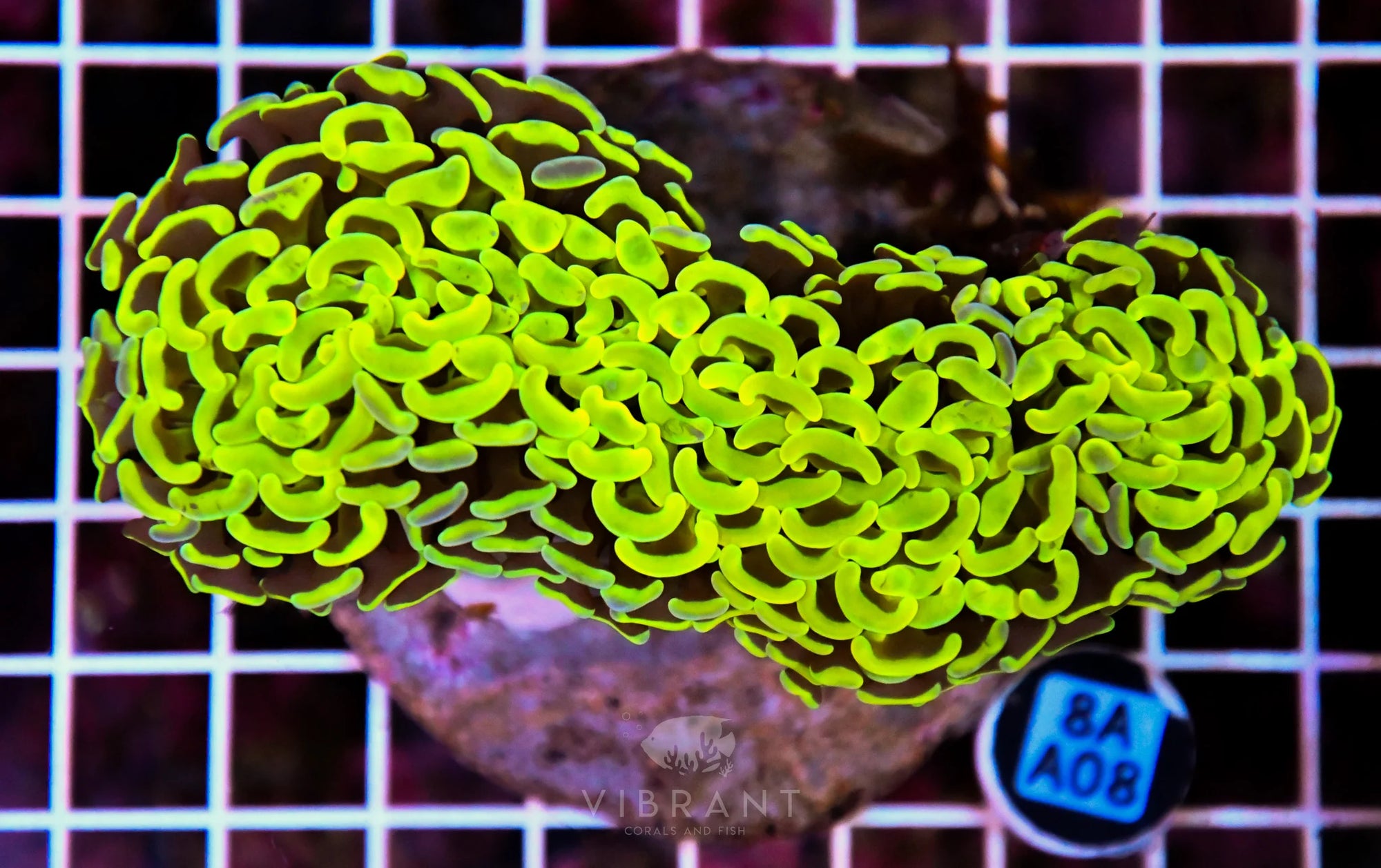 Hammer Wall INDO