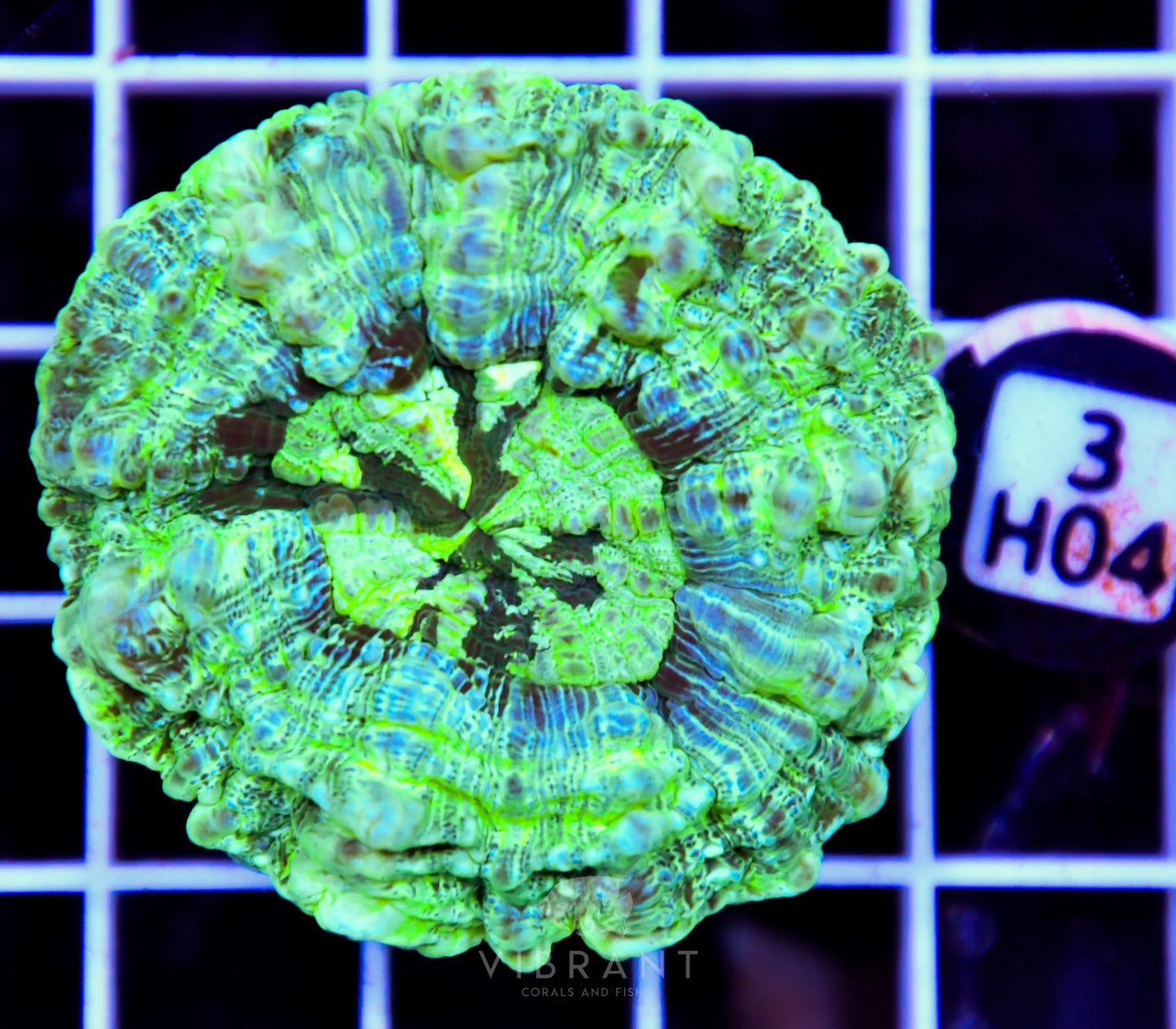 Acanthophyllia AUS