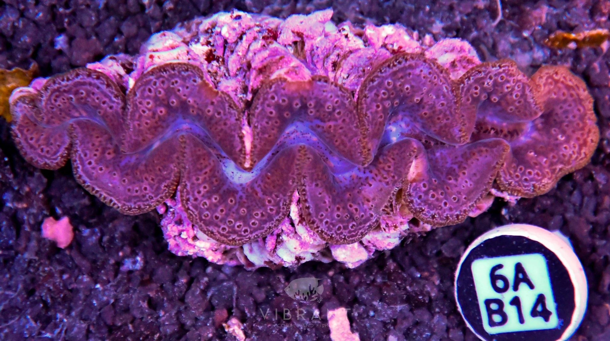 Clam NINGALOO