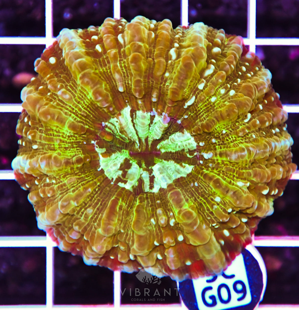Acanthophyllia AUS