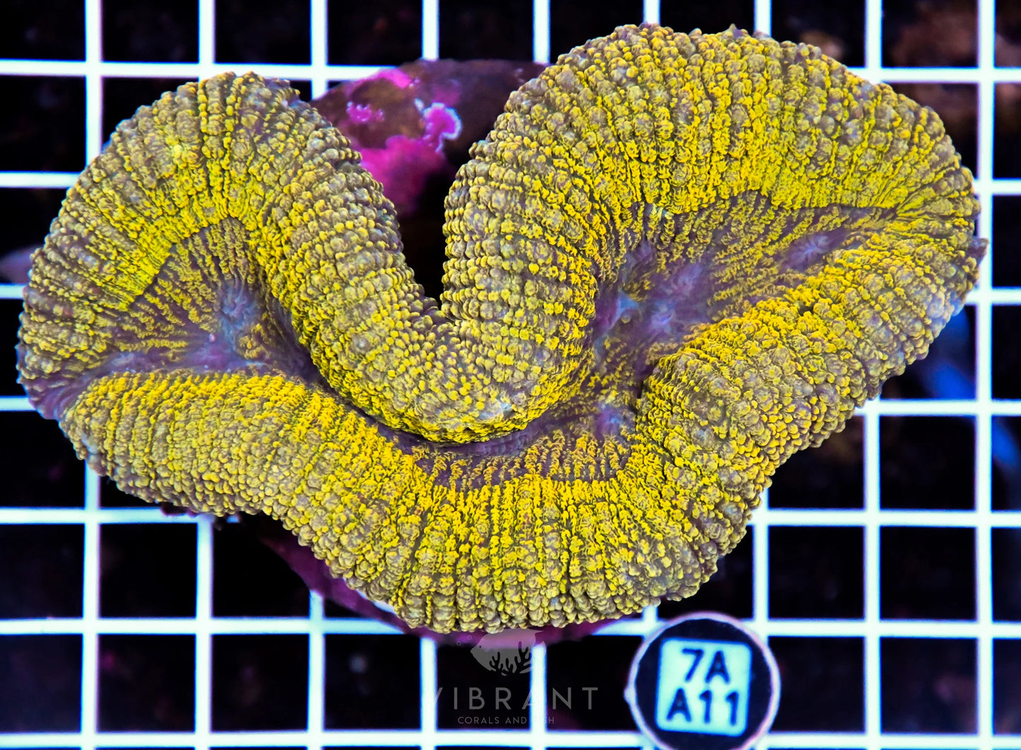 Symphyllia INDO