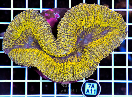 Symphyllia INDO