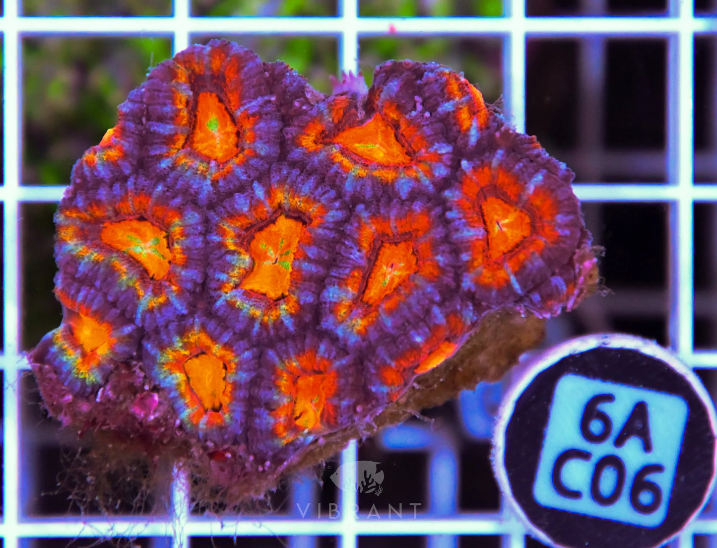 Acan Lord AUS
