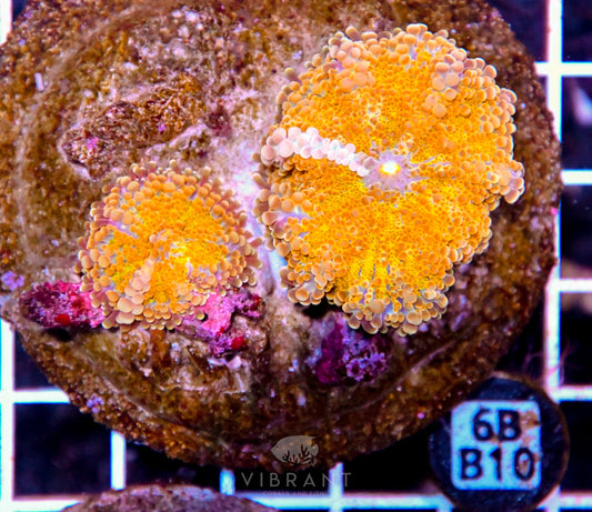 Mushroom INDO