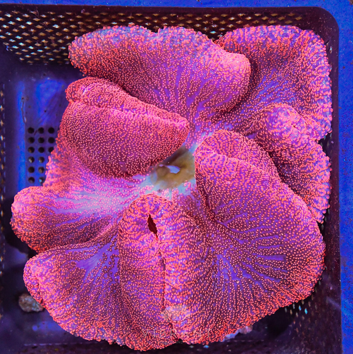 Carpet Anemone