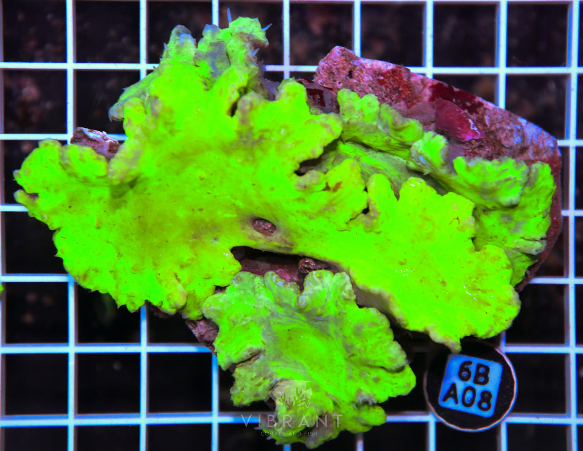 Cabbage Coral INDO