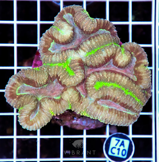 Symphyllia INDO