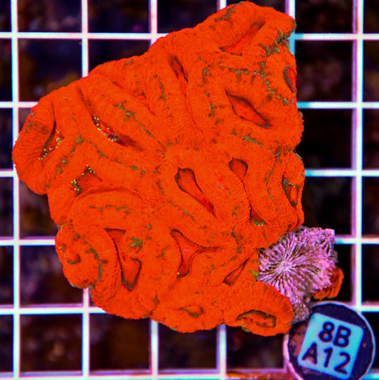 Micromussa WAUS