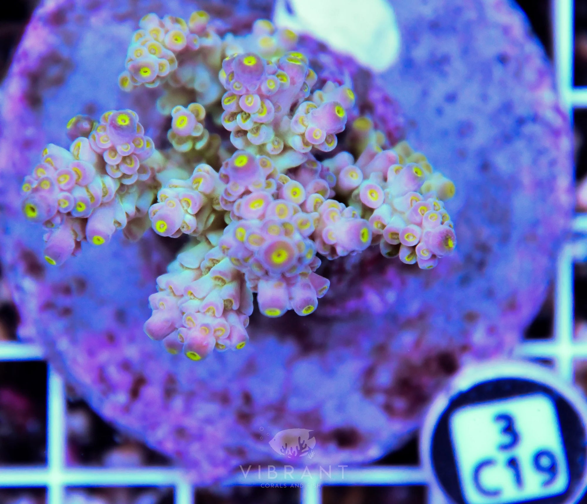 Acro INDO