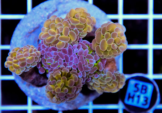 Hammer Branching INDO Halogram