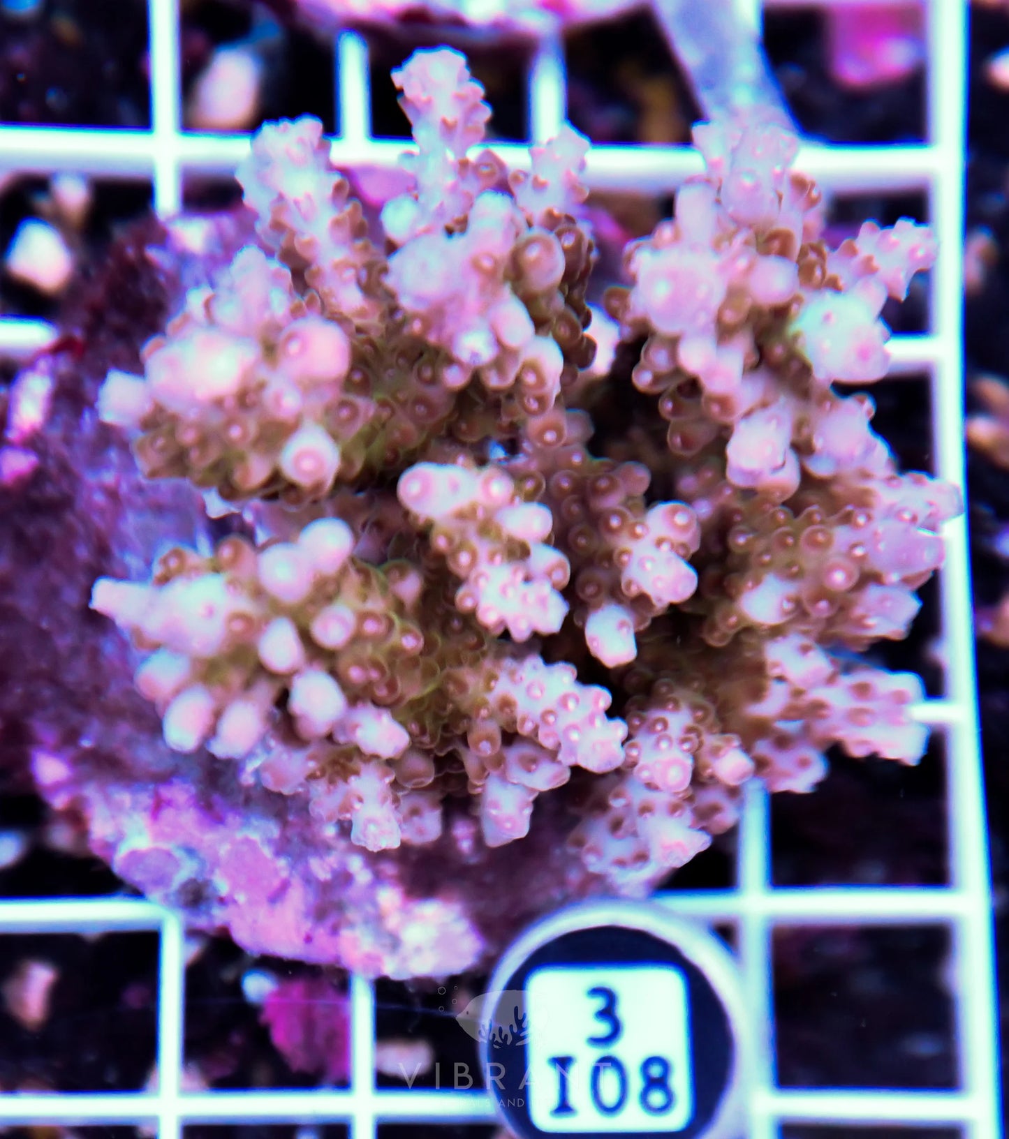 Acro INDO