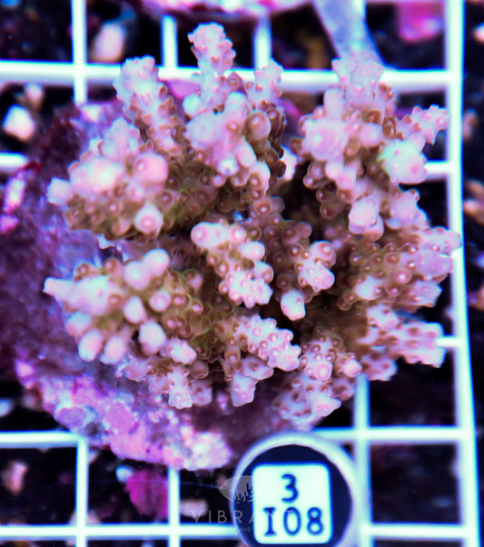 Acro INDO
