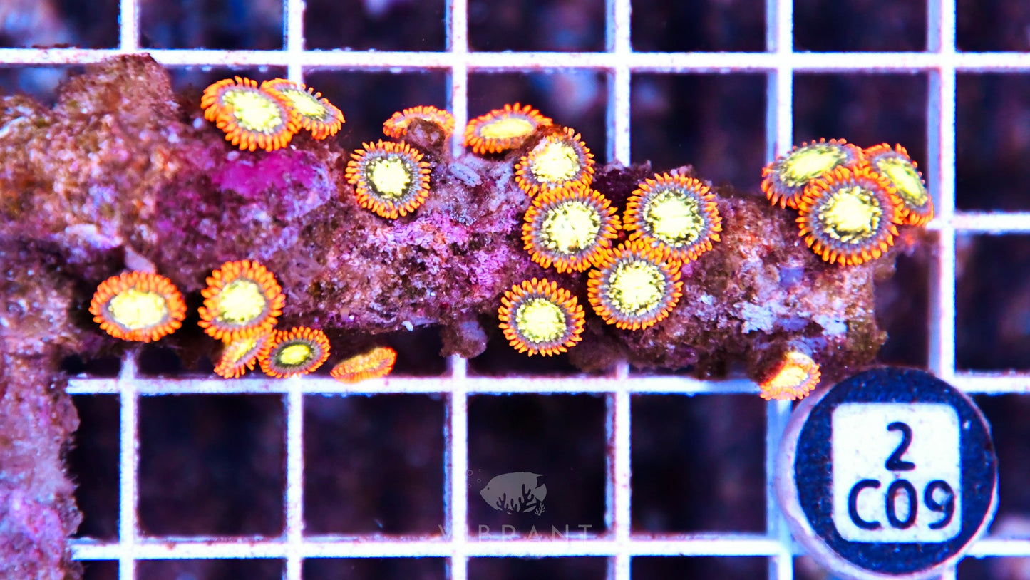 Zoa AUS