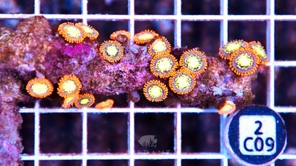 Zoa AUS