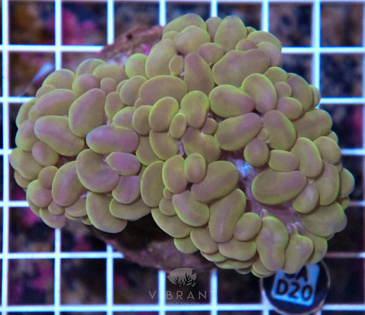 Bubble Coral INDO