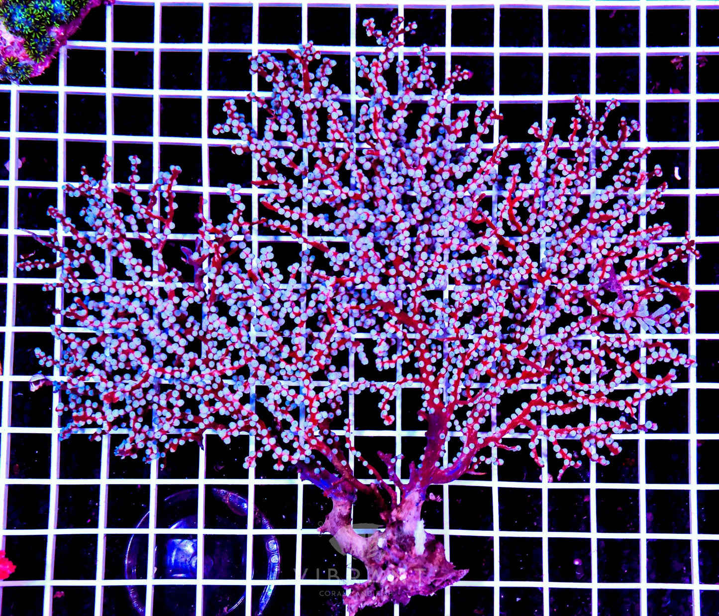 Gorgonian INDO W LG SAMPLE