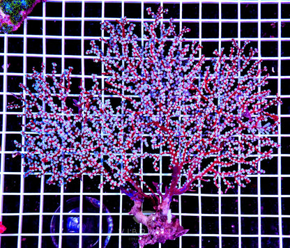 Gorgonian INDO W LG SAMPLE