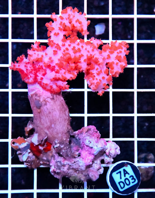 Carnation Coral INDO W