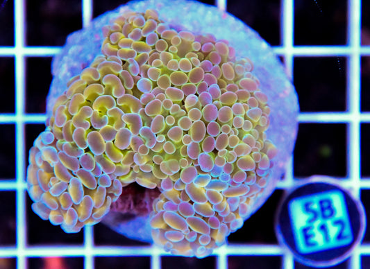 Hammer Branching INDO Halogram