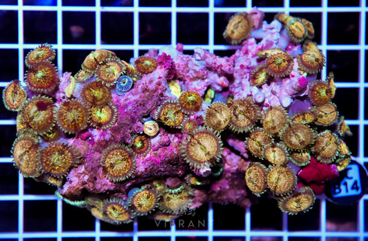 Zoa INDO W