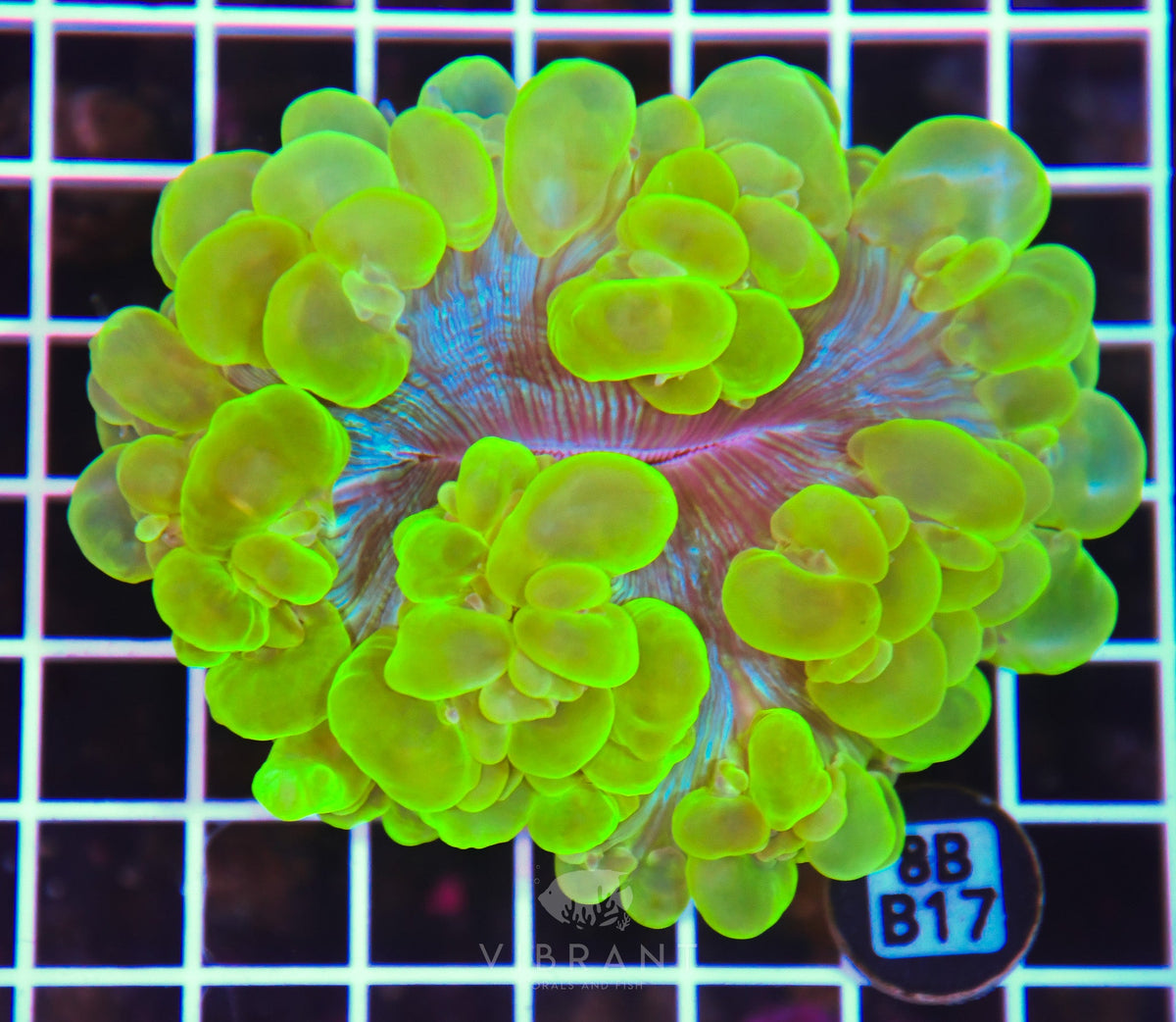 Bubble Coral INDO