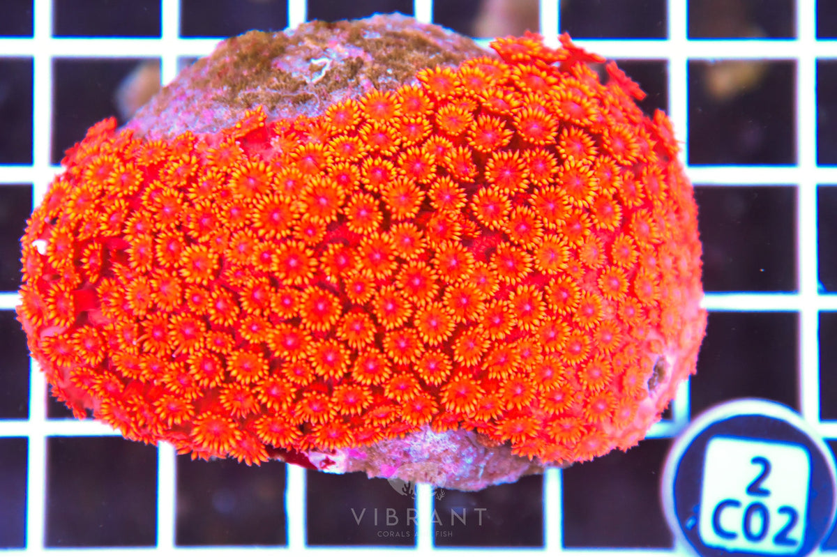 Goniopora INDO
