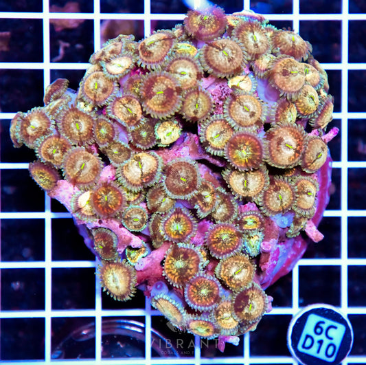 Zoa INDO W