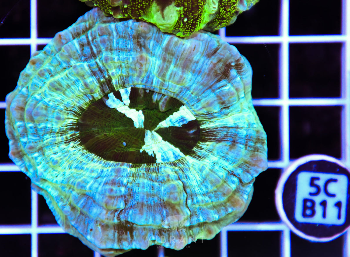 Acanthophyllia AUS