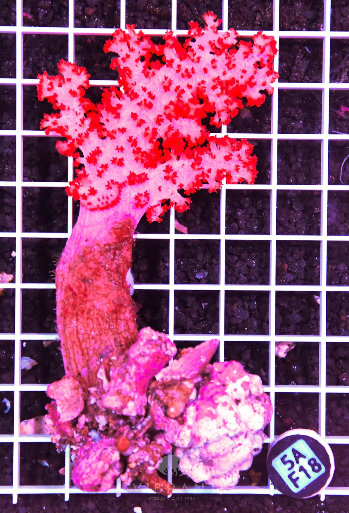 Carnation Coral INDO