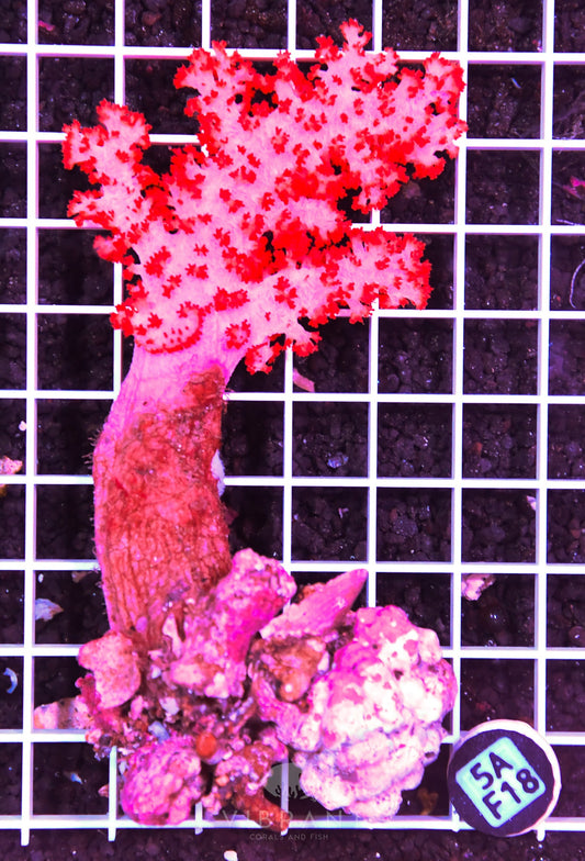 Carnation Coral INDO