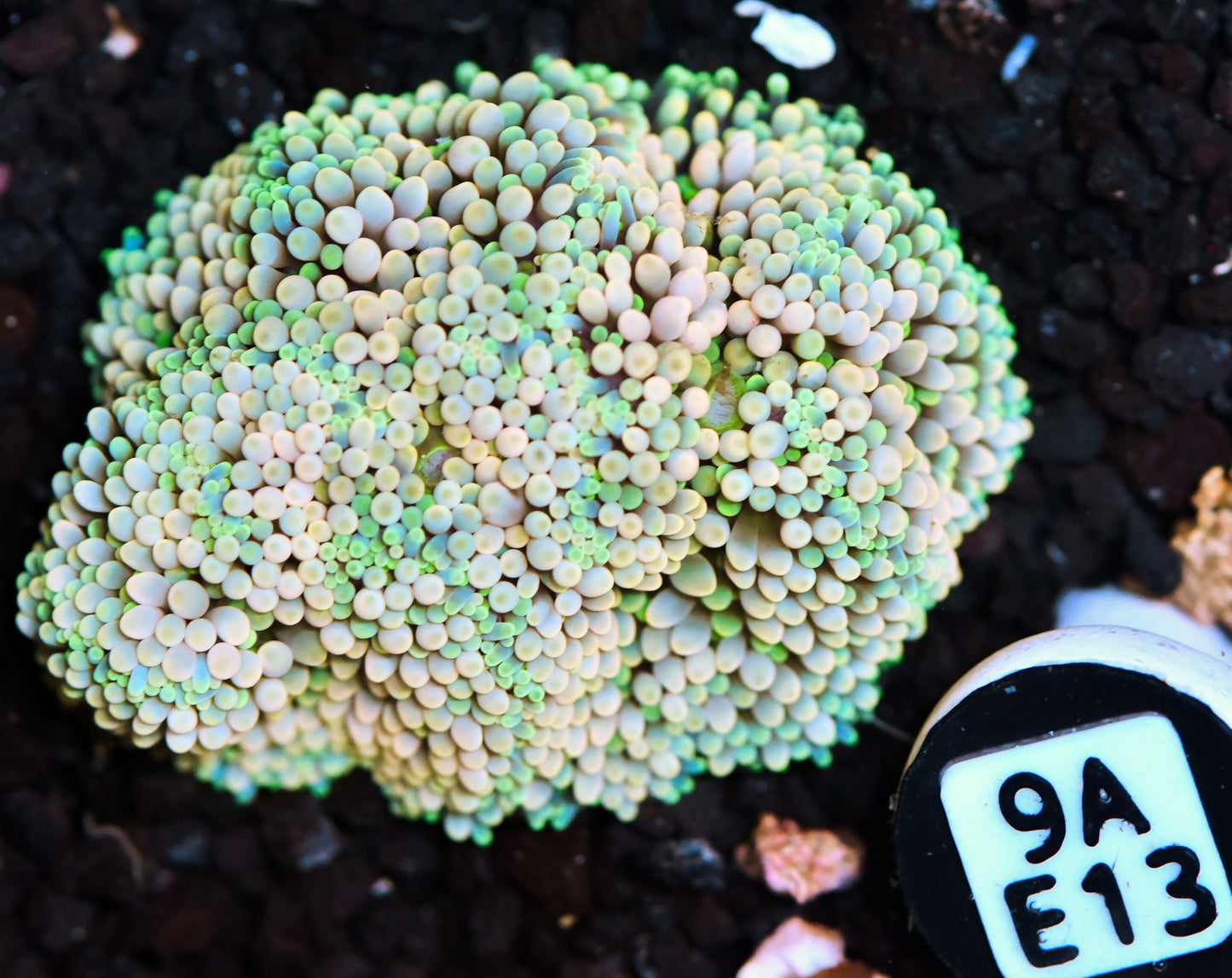 Ricordea Mushroom