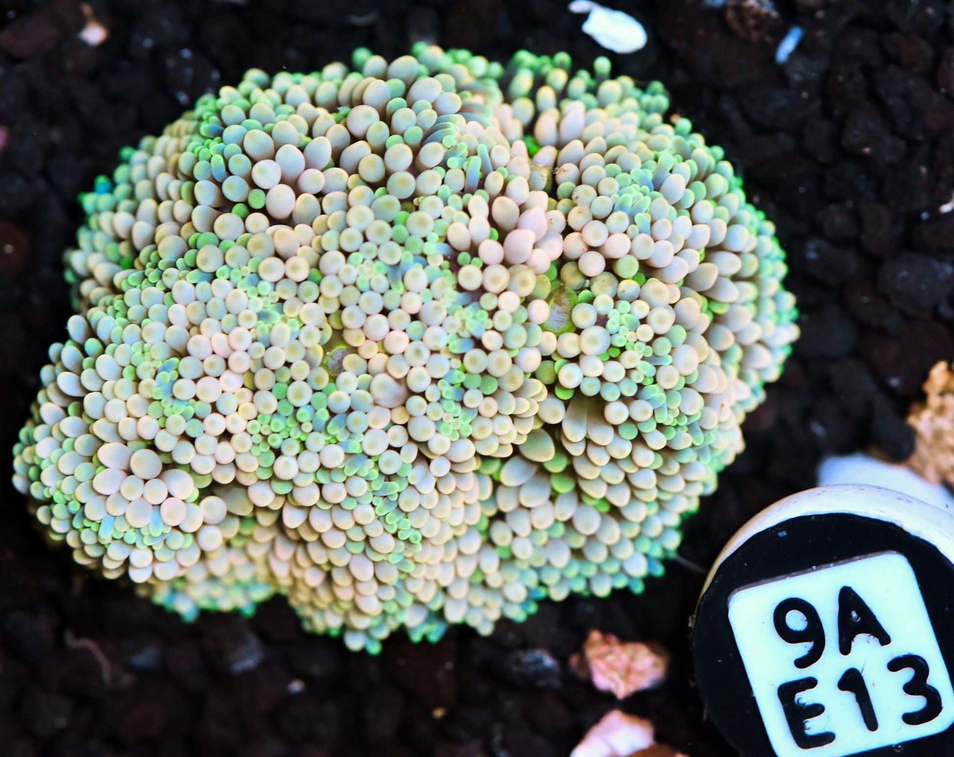 Ricordea Mushroom