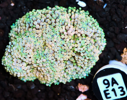 Ricordea Mushroom