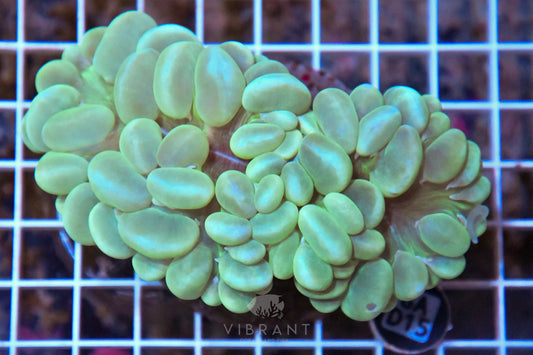 Bubble Coral INDO
