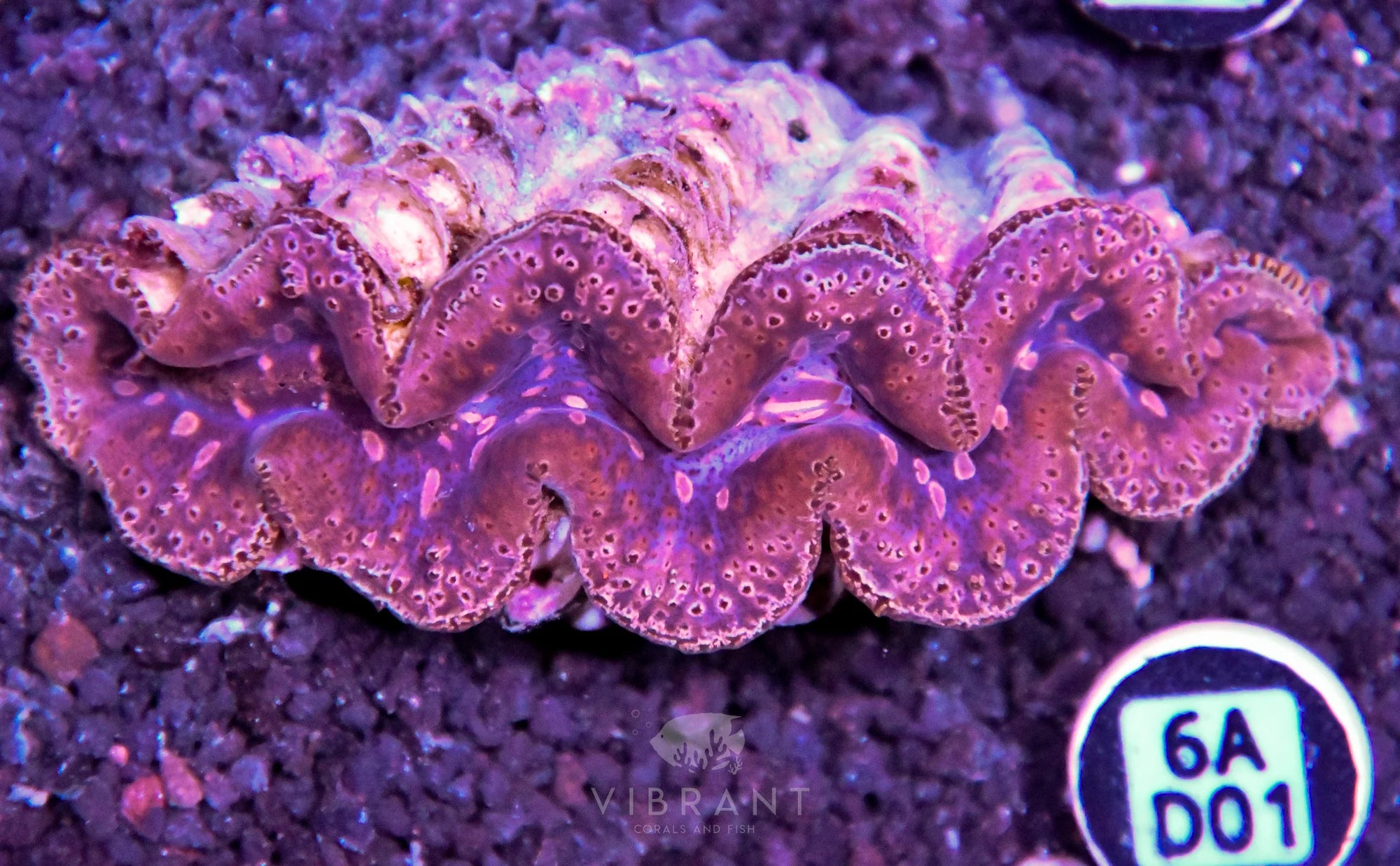 Clam NINGALOO
