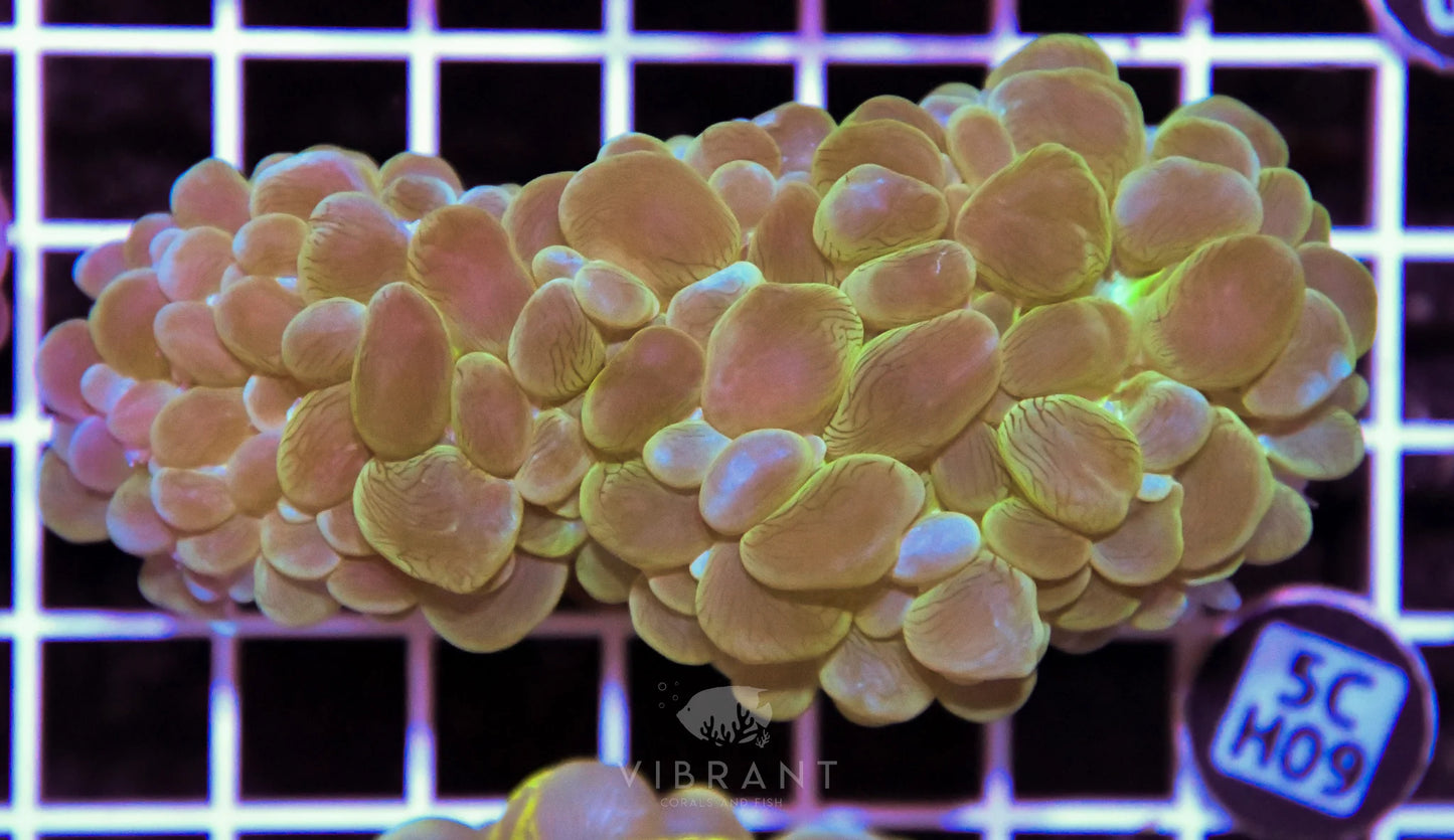 Bubble Coral AUS