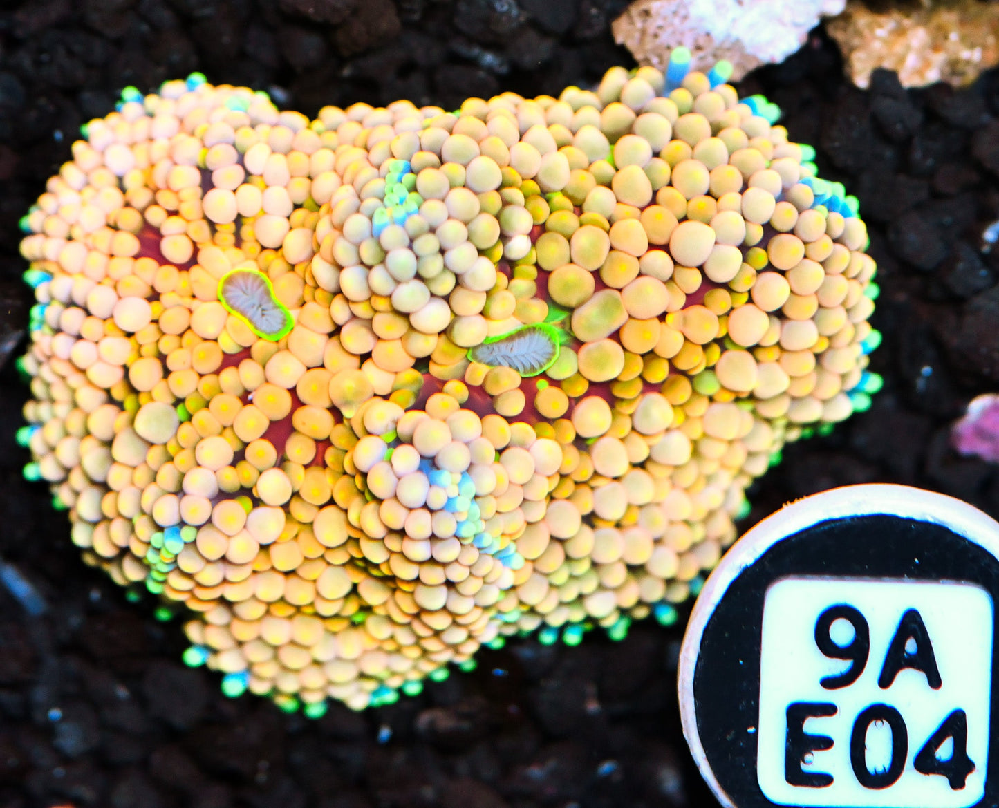Ricordea Mushroom
